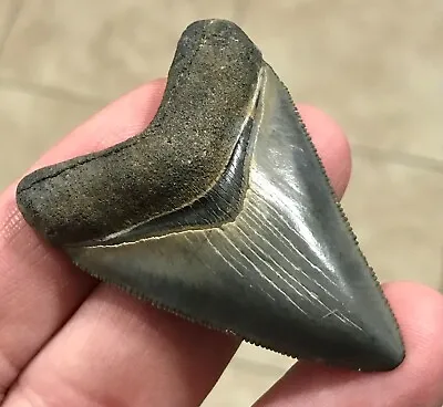 STUUUUUPENDOUS - S.W. FLORIDA LAND FIND - 2.24” X 1.62” Megalodon Shark Tooth • $139