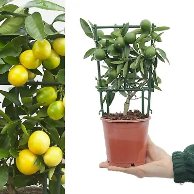 Citrus Limequat Tree In 12cm Pot - Key Lime/Kumquat Hybrid - Grows Edible Fruit • £29.99