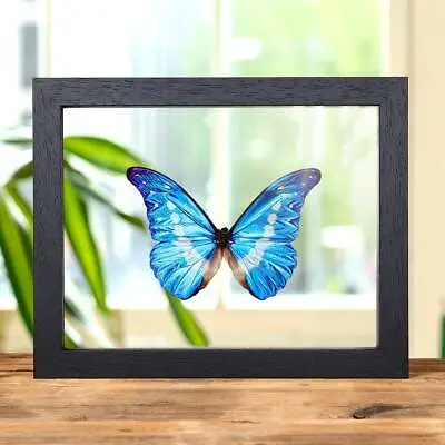 Helena Morpho Taxidermy Butterfly In Clear Glass Frame (Morpho Rhetenor Helena) • $129.30