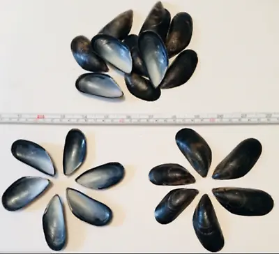 Mussel Shells Natural Craft Boho Deco Seashells Blue 20 Pk FAST&FREE • £4.67