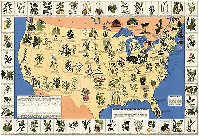 Mid-century Medicinal Plant Map Of The USA Historical Wall Poster Home School • $13.95