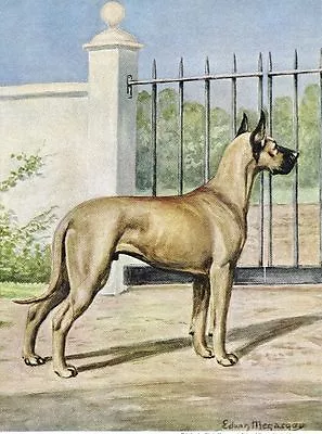 Fawn Great Dane - Vintage Color Dog Art Print - MATTED • $12.50