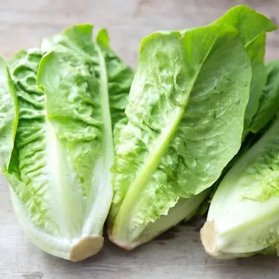 Little Gem Lettuce Seeds | Non-GMO | Free Shipping | Seed Store | 1107 • $29.89