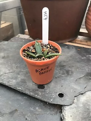 Lot:H17 Agave Parryi Plant In 7.5cm Pot • £4.50