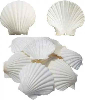 Scallop Shells Serving Food Large Natural White 4-5 Inches Sand NEW • $13.20