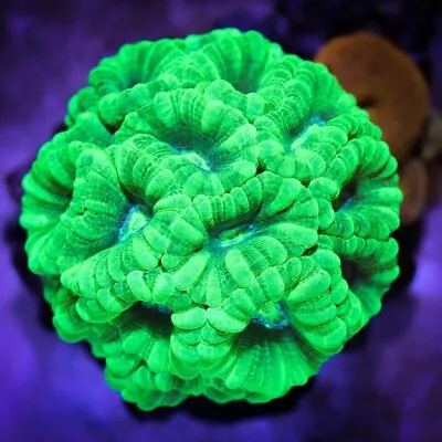 TOXIC CANDY CANE TRUMPET LPS Coral Frag -NOT SPS ZOA ZOANTHID SOFT (SINGLE HEAD) • £14.95
