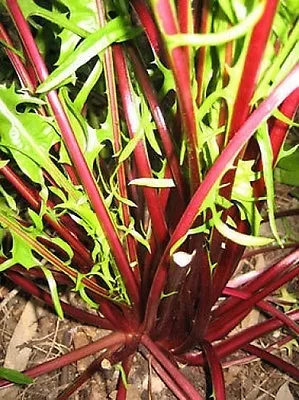 Tuscan Red Ribbed Dandelion Healthy New Superfood For Salads  100 Fresh Seeds • £2.79