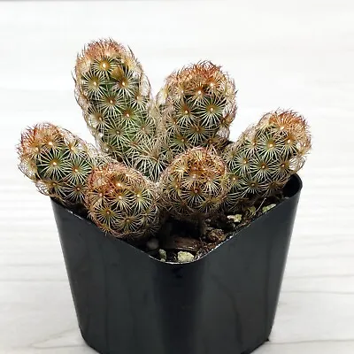 Cactus House Plant - Mammillaria Elongata Ladyfinger Cactus - In 2  Pot • $4.50