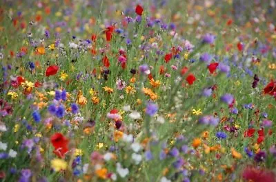 ECONOMY WILD FLOWER SEEDS MEADOW BUMBLE BEE GRASS 70/30  50g To 30kg Mix 15 • £3.99