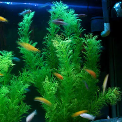 £6.60 • Buy 2pcs Artificial Water Grass Weed Fake Plant Aquarium Fish Tank Landscape Decor