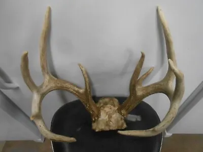 5x5 Wild WHITETAIL DEER RACK Antlers Mule Mount Taxidermy Elk Cape Moose • $185