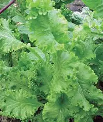 Mustard Greens Seed Southern Giant Heirloom Non Gmo 100 Seeds • $2.99