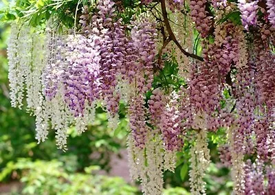 Acacia Tree Mixed Colour Perfume Flower Garden Patio 10 Seeds • £3.99