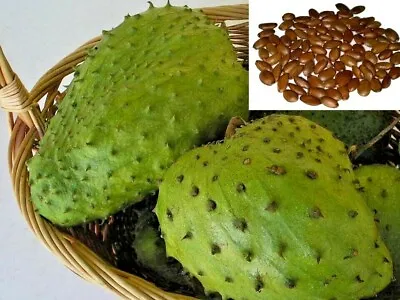 $5.99 • Buy Soursop Seeds, Guanabana Annona Muricata, Dutch Durian Tropical Plant Bonsai 