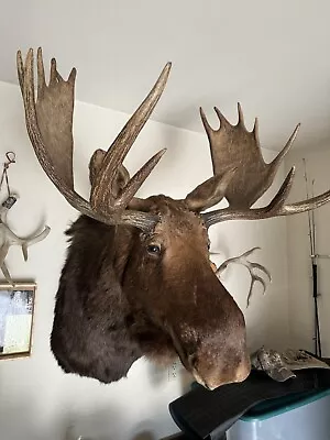 Moose Head Shoulder Mount Very Clean • $2500