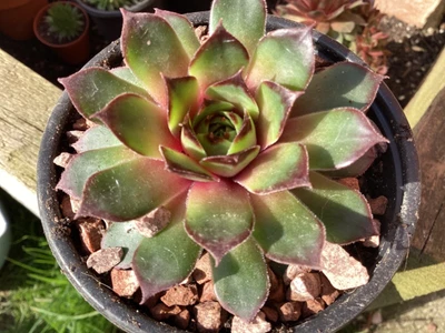 A Sempervivum Big Sam Chrome Green Succulent Plant. • £5