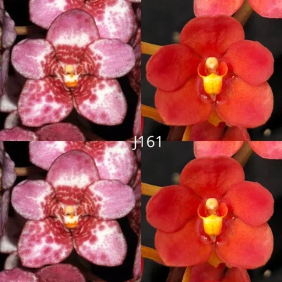 $13.50 • Buy Sarcochilus Orchid Seedling. J161 (Kulnura Sanctuary 'GeeBee' AM/AOC X Kulnura O