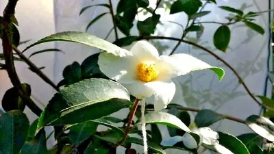 10 Camellia Obtusifolia Seeds • £5.63