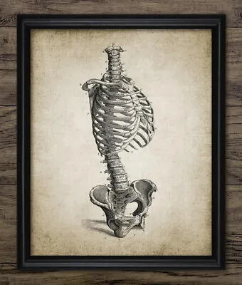 Human Skeleton Torso Anatomy Print Medical Student Vintage Style Wall Art • $8.72