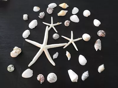 Lot Of 32 Seashells Starfish Conch Scallops Nautical Beach Decor • $23.96