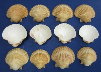 $1.95 • Buy Mexican Deep Scallop Seashells (2 Shells)