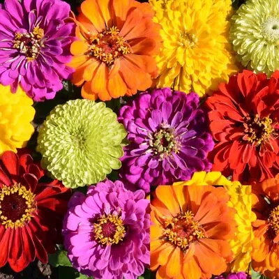 Zinnia Seeds TALL MIX LANDSCAPER'S Pack Bulk Heirloom Elegans Non-GMO 500 Seeds! • $6.98