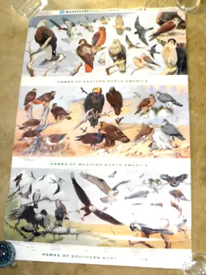 Vintage Large Poster Audubon America Hawk Chart 1966 National Audubon Society • $149.99