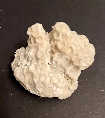 Natural Dried Off-White 1 Oz (28g) Brain Coral Skeleton Fossil • $15