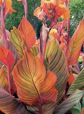 Canna Lily - Tuber - Bulb - Durban - PERENNIAL - HARDY GARDEN SUMMER PLANT. • £10