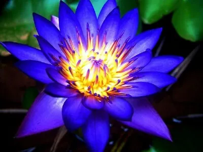 1 Blue Water Lily Aquatic Water Lilie Ornamental Pond Plants Water Lilies • £8.99