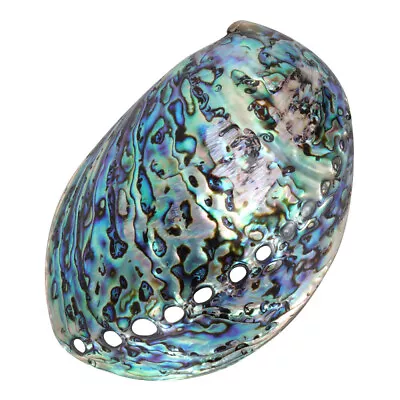 Natural Abalone Shell For Fish Tank Home Fragrance Yoga & Wedding Decor • £16.68