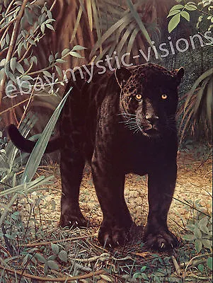 Charles Frace BLACK JAGUAR 9  X 12  Art Print • $18.99