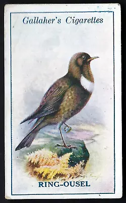 Gallaher - British Birds By George Rankin - #100 Ring Ousel • £1.60