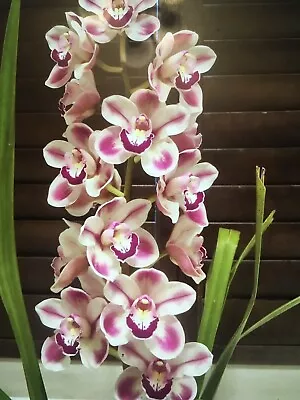 Cymbidium Orchid - Kimberley Splash ‘Tee Pee'  With 1 Spike • $50