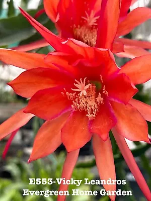 Rooted Epiphyllum Orchid Cactus “Vicky Leandros” Growing In 4” Starter Pot. • $25