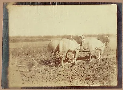 Lovely 1870s Albumen Photograph Of A Rural Scene Horses Ploughing A Field. • £6.99