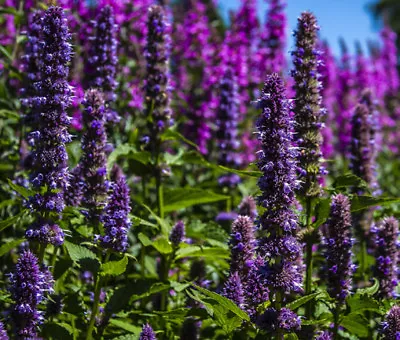 KOREAN MINT Agastache Rugosa - 100 Bulk Seeds • £16.06