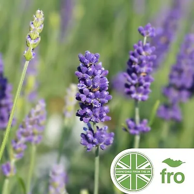 Lavender Seeds - Organic - English Lavender  - 500 Seeds - Uk Free Delivery✅ • £2.75