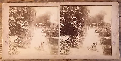 Jack Russell Terrier Pet Dog Norwich- Rare Original  Stereoview Photo.c.1890 • £12