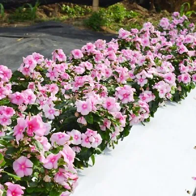 Vinca Seeds Mega Bloom Icy Pink 25 Seeds Large Blooms New Variety • $5.25