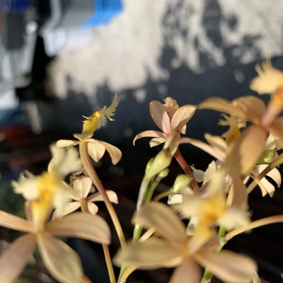 $30 • Buy Eggshell Epidendrum Crucifix Orchids - Only 1 Cane Available