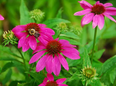 Echinacea Purpurea Purple 180 Seeds  -  Perennial • £1.19