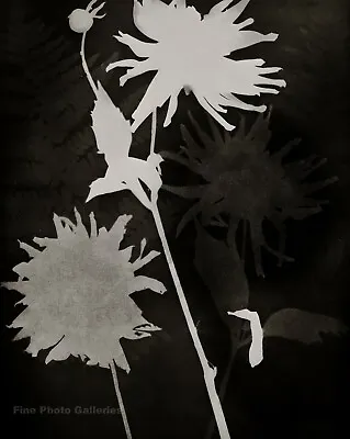 1925/75 Vintage MAN RAY Rayograph Flowers Photogram Photo Engraving Art 12x16 • $138.13