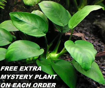 BUY 2 GET 1 FREE Anubias Barteri Round Leaf Live Fish Tank Aquarium Plants • $8.50