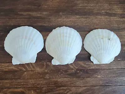 White Fan Scallop Seashell - Lot Of 3 • $7.16