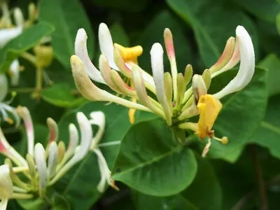 Honeysuckle Climber/hedge   Lonicera Periclymenum.  25 Seeds • £1.99