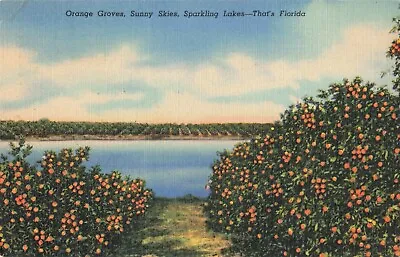 Melbourne Florida Orange Groves Sunny Skies Sparkling Lakes Vintage Postcard • $6.39