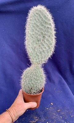 £12.95 • Buy Large Opuntia Cactus Plant - Opuntia Pailana - Approx 41cm Tall Plant