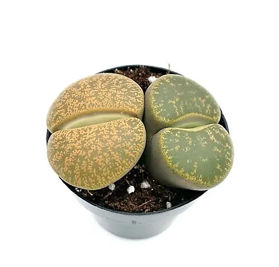Lithops Succulents Live Potted In 2.5  Pot Mimicry • $12.95