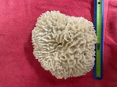 Dry Coral - Natural Coral For Aquarium- Large.  • $45